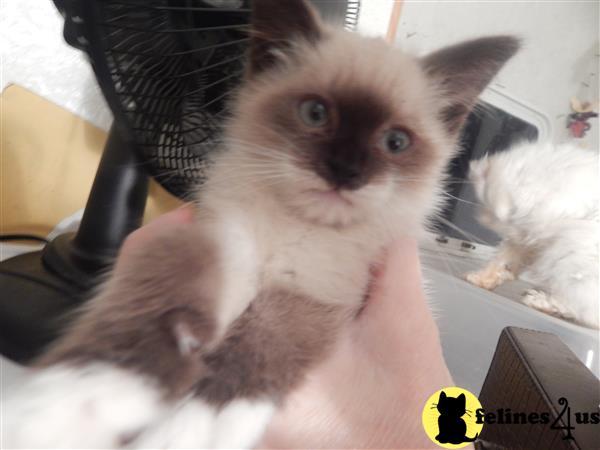 prosperity cattery Picture 1
